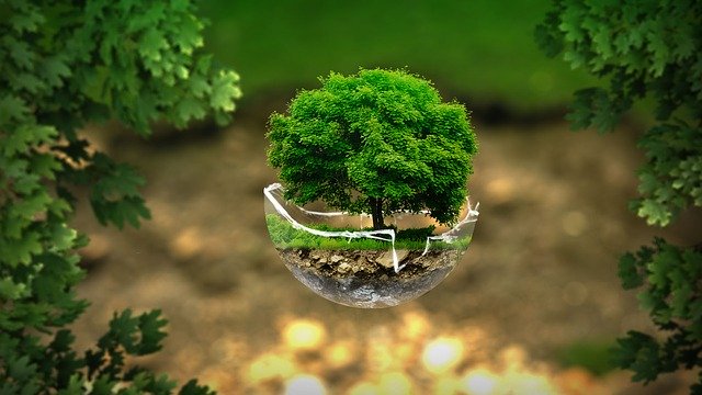web et ecologie photo d'un arbre dans une demi sphere